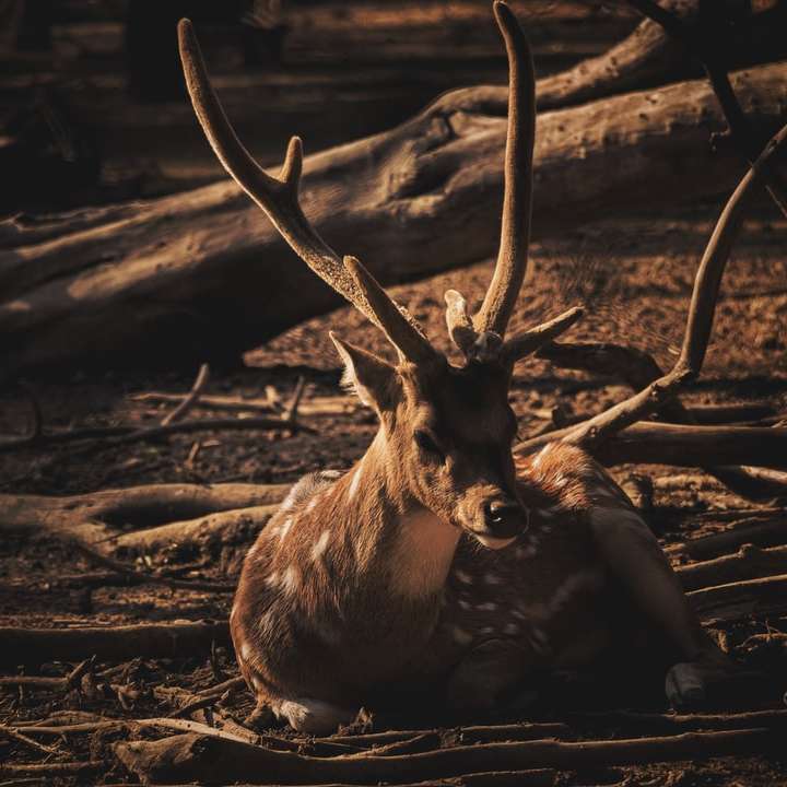 brown deer lying on ground sliding puzzle online