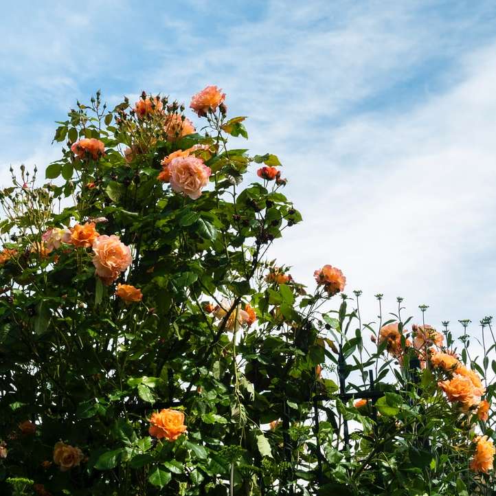 orange blommor med gröna blad under blå himmel glidande pussel online