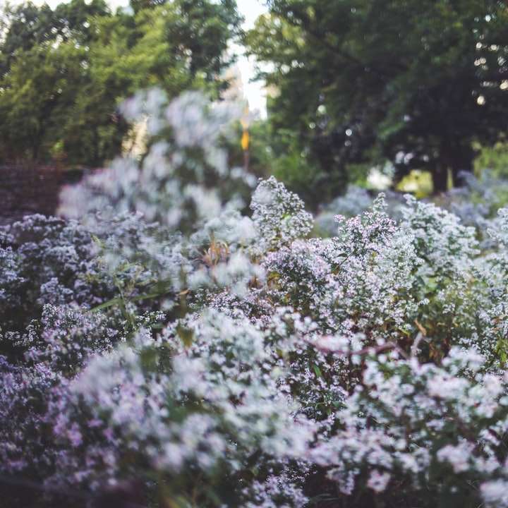 бели цветя със зелени листа през деня плъзгащ се пъзел онлайн