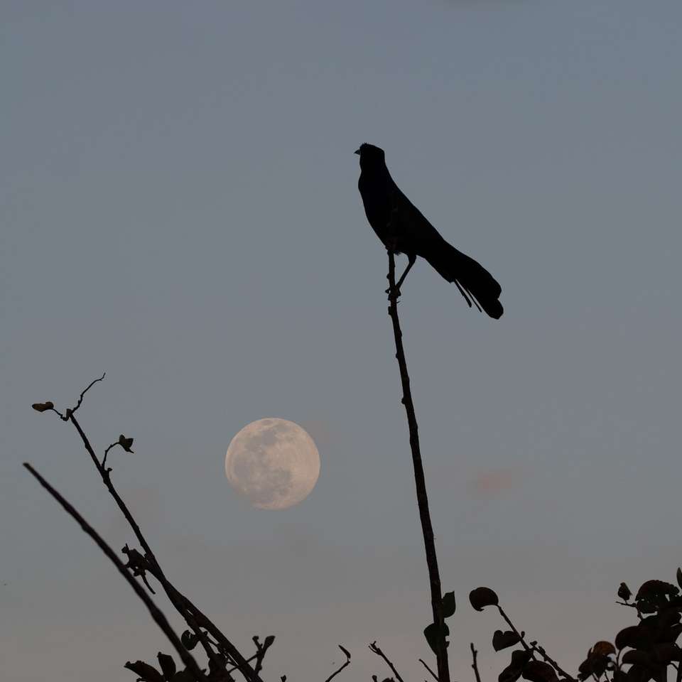 σιλουέτα του πουλιού σε κλαδί δέντρου κατά τη διάρκεια του ηλιοβασιλέματος online παζλ