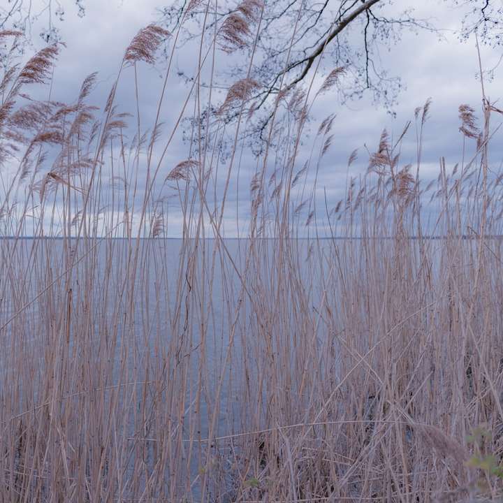 iarbă maro lângă corpul de apă în timpul zilei alunecare puzzle online