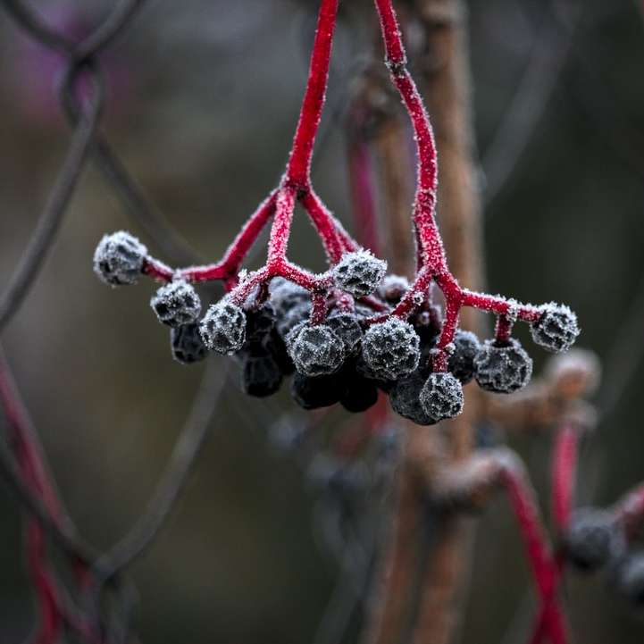 czarne okrągłe owoce na brązowej gałęzi drzewa puzzle przesuwne online