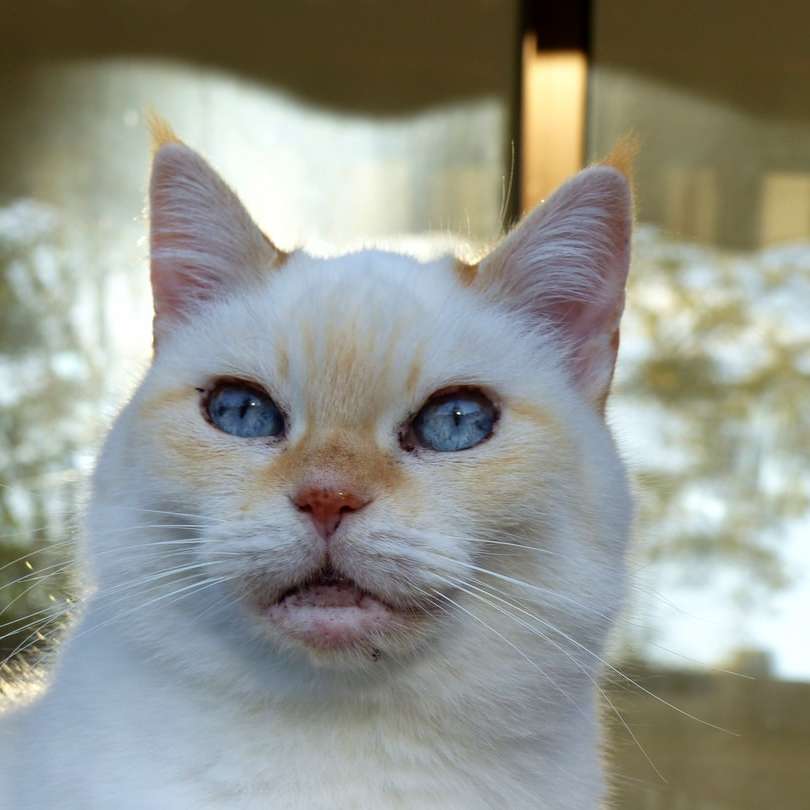 pisică albă cu ochi galbeni puzzle online
