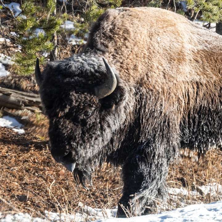 brun bison på fältet för brunt gräs under dagtid glidande pussel online