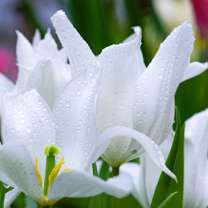 witte en groene bloem in macrolens online puzzel