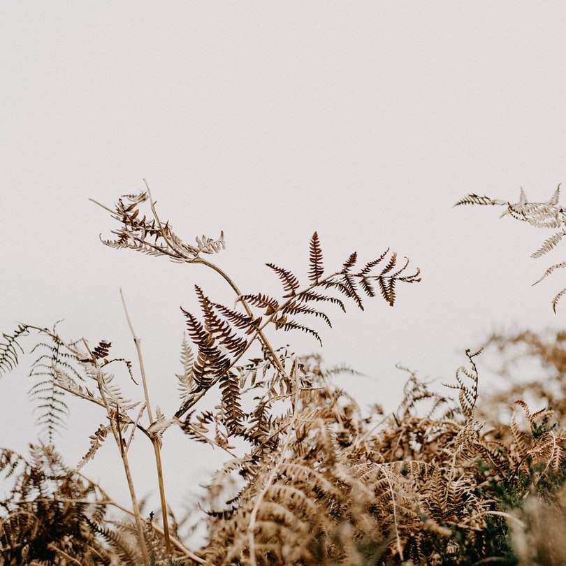 χωράφι με σιτάρι κατά τη διάρκεια της ημέρας συρόμενο παζλ online