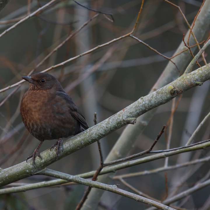 pássaro marrom em galho de árvore marrom durante o dia puzzle deslizante online