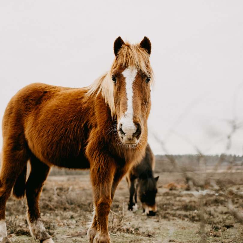 brun och vit häst på grått fält under dagtid Pussel online