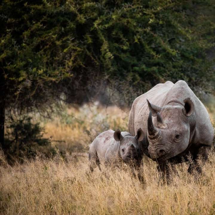 δύο ρινόκεροι σε χωράφι με γρασίδι κατά τη διάρκεια της ημέρας online παζλ