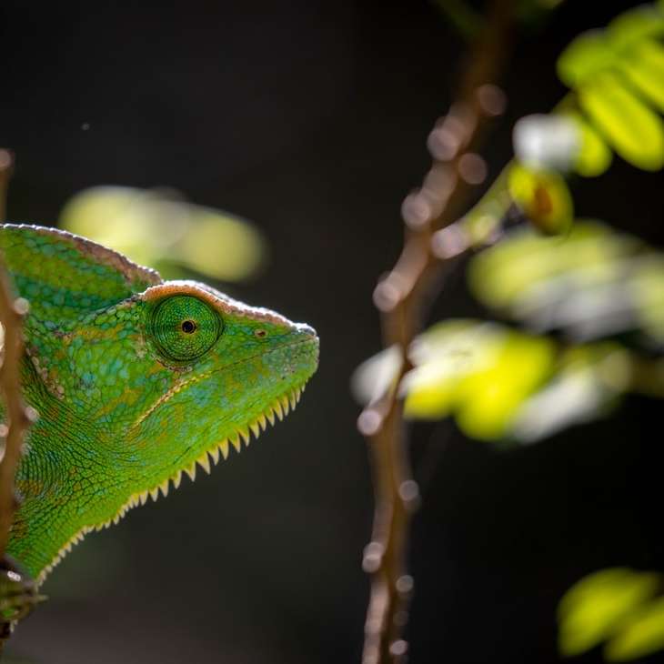 zelený chameleon na hnědé větvi stromu online puzzle