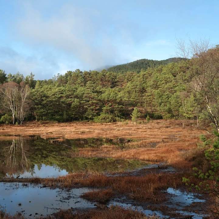 copaci verzi lângă lac sub nori albi și cer albastru alunecare puzzle online