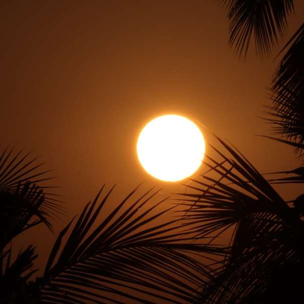 日没時にヤシの木に太陽が降り注ぐ スライディングパズル・オンライン