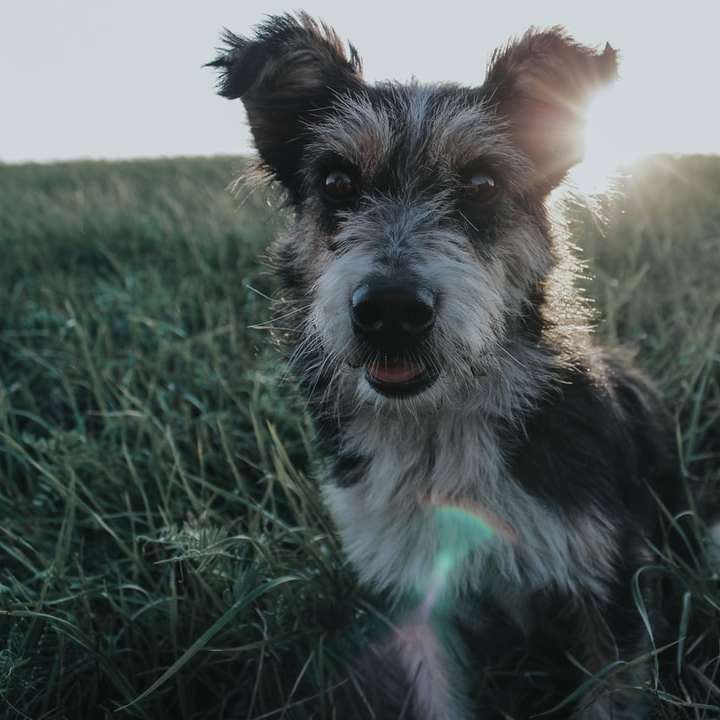 Schwarzweiss-langer beschichteter Hund auf grünem Grasfeld Schiebepuzzle online