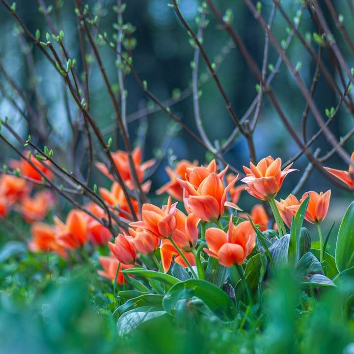 pomarańczowe kwiaty z zielonymi liśćmi puzzle online