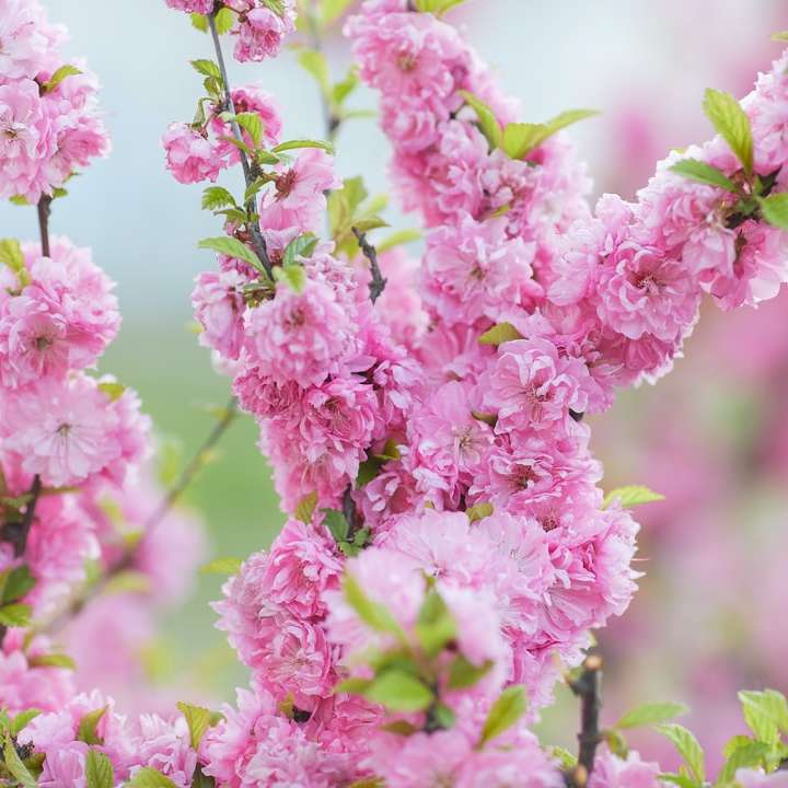 roze bloemen in tilt shift lens schuifpuzzel online