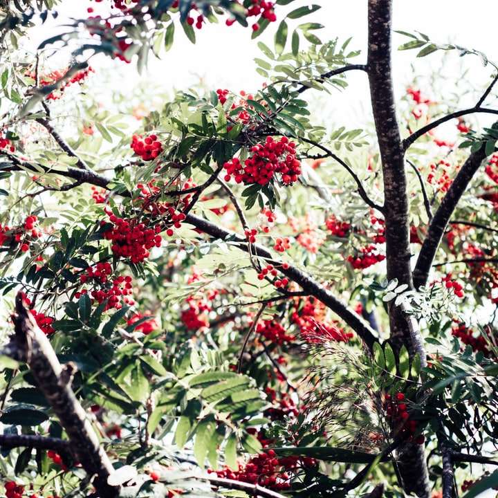 árbol de hojas rojas y verdes rompecabezas en línea