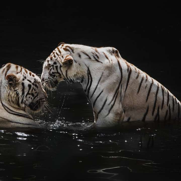 weißer Tiger auf dem Wasser während des Tages Schiebepuzzle online