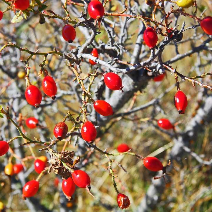 fruits ronds rouges sur l'arbre pendant la journée puzzle en ligne