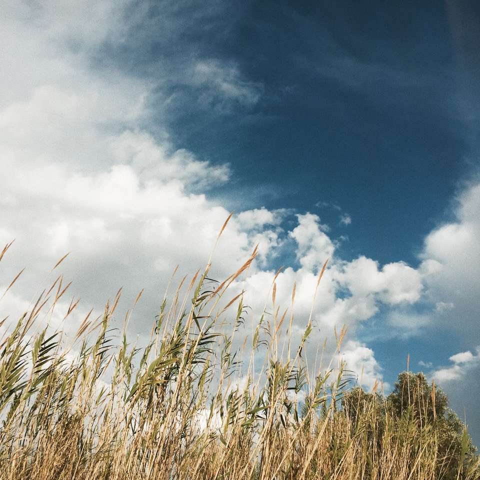 зелена трава під білими хмарами і блакитним небом вдень розсувний пазл онлайн