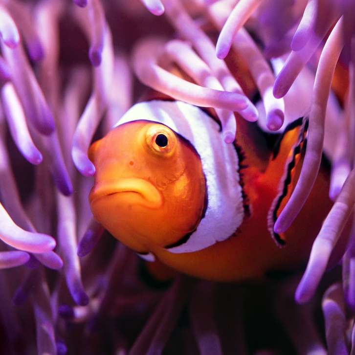 оранжева и бяла риба-клоун върху лилаво и бяло растение плъзгащ се пъзел онлайн