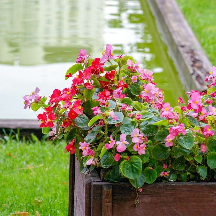 ροζ λουλούδια σε καφέ ξύλινο φράχτη online παζλ