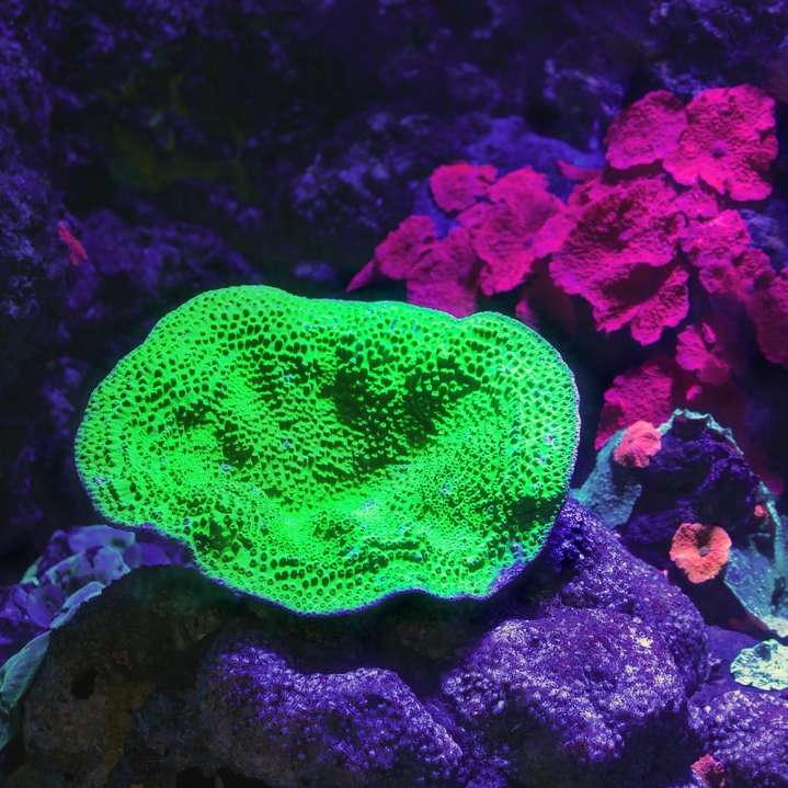 green coral reef in fish tank online puzzle