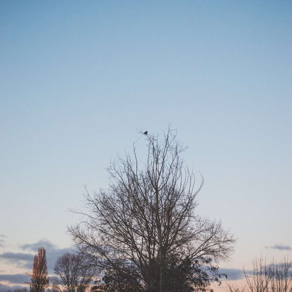 bladlöst träd under blå himmel under dagtid glidande pussel online