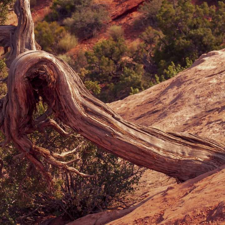tronco de árvore marrom em solo marrom puzzle deslizante online