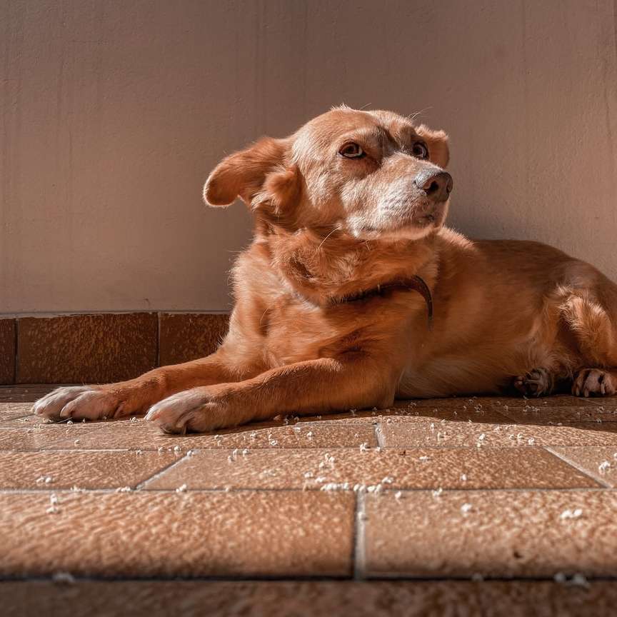 hnědý krátkosrstý středně velký pes ležící na hnědé podlaze posuvné puzzle online