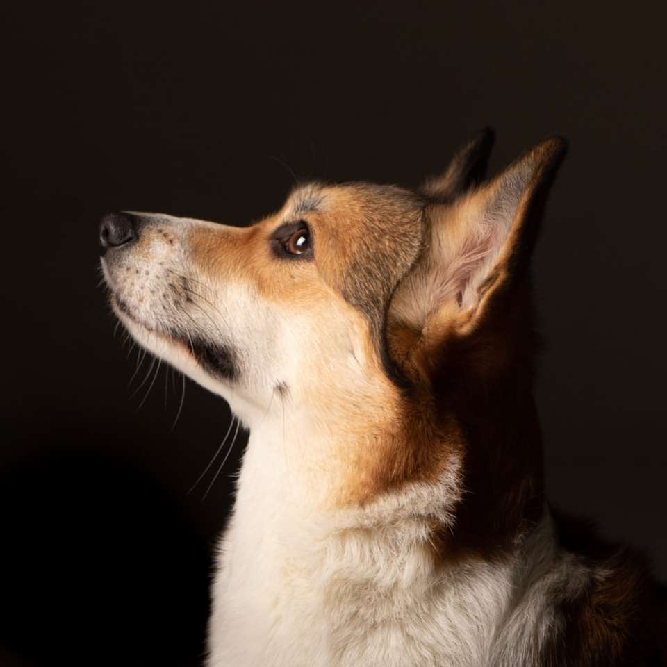 біло-коричнева короткошерста собака онлайн пазл