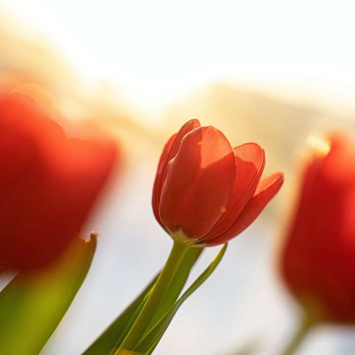 tulipas vermelhas em flor durante o dia puzzle deslizante online