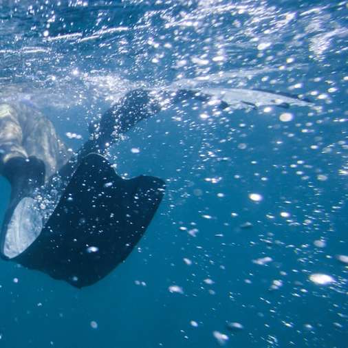 zwart-witte walvis in water schuifpuzzel online