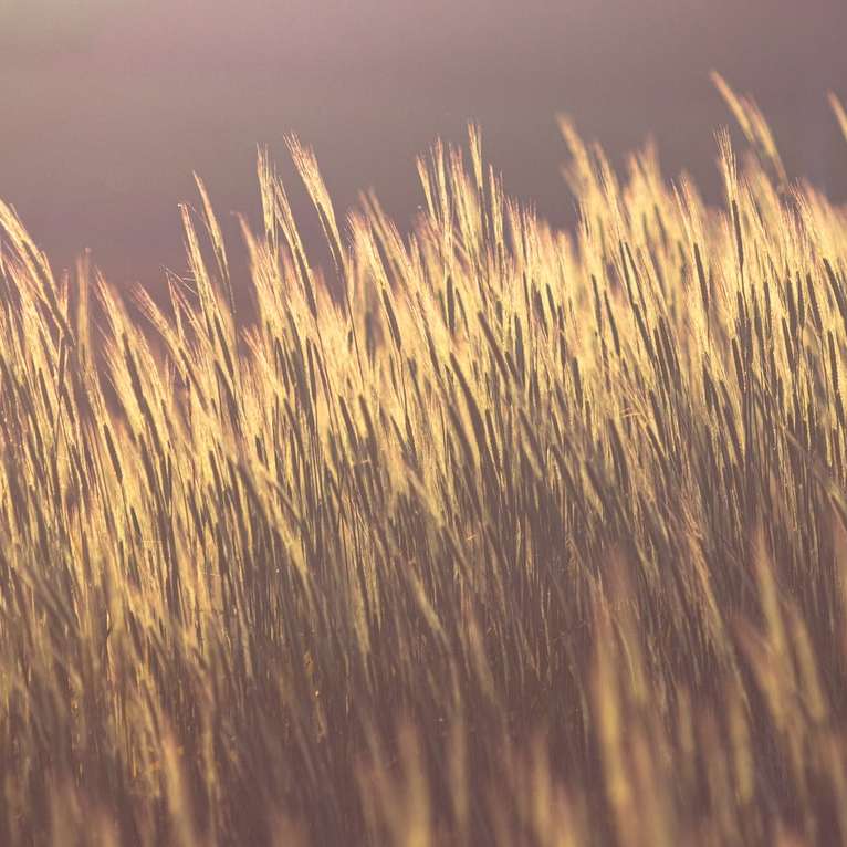 pole hnědé pšenice při západu slunce online puzzle