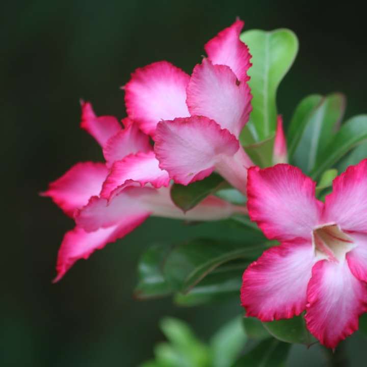 rosa blomma i tilt shift-lins glidande pussel online