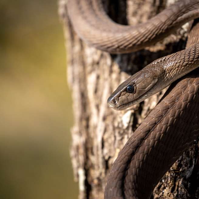 коричневая змея на коричневом стволе дерева онлайн-пазл