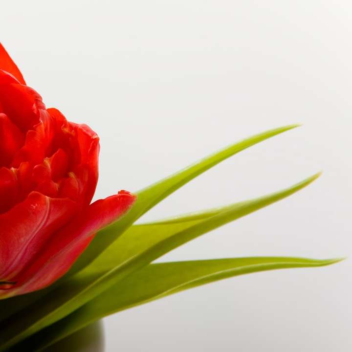 κόκκινο τριαντάφυλλο σε λευκό φόντο online παζλ