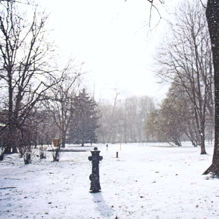 persoon loopt op met sneeuw bedekte grond in de buurt van kale bomen schuifpuzzel online