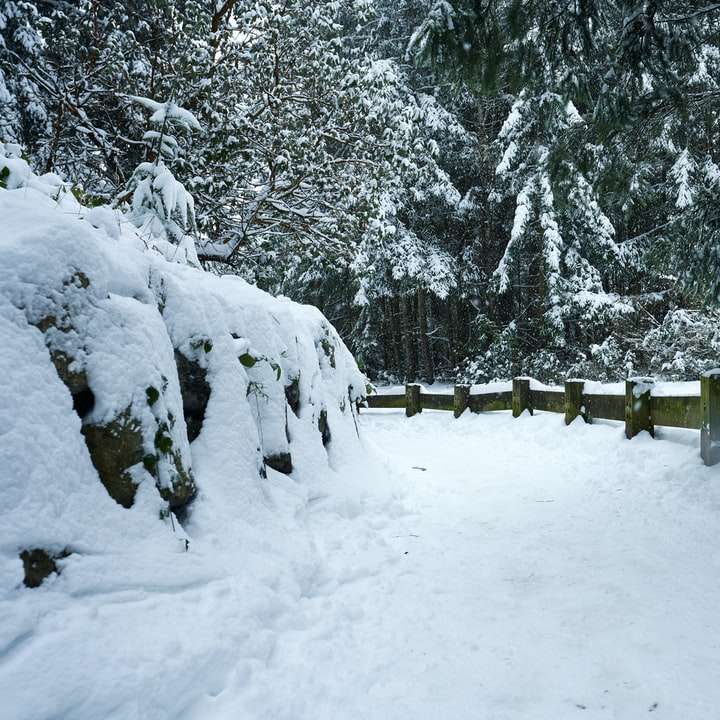 Árboles cubiertos de nieve y campo durante el día. puzzle deslizante online
