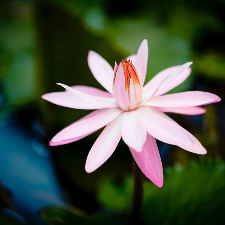 roze en witte bloem in tilt shift lens online puzzel