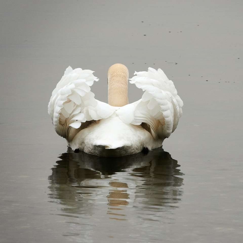 cisne branco na água durante o dia puzzle deslizante online