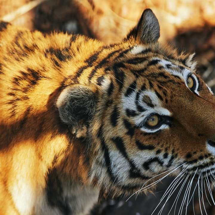 brun och svart tiger som ligger på brun sten Pussel online