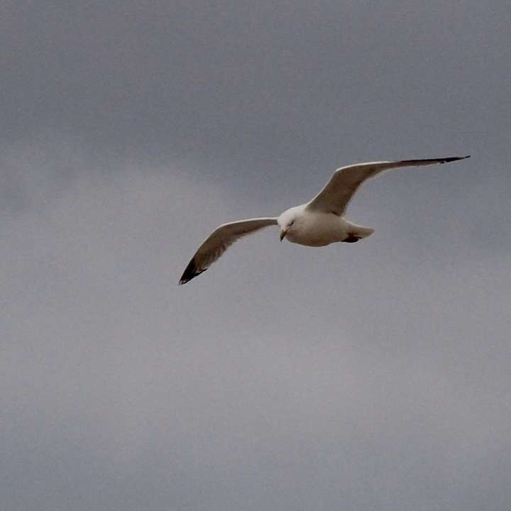 λευκό και μαύρο πουλί που φέρουν κάτω από άσπρα σύννεφα online παζλ