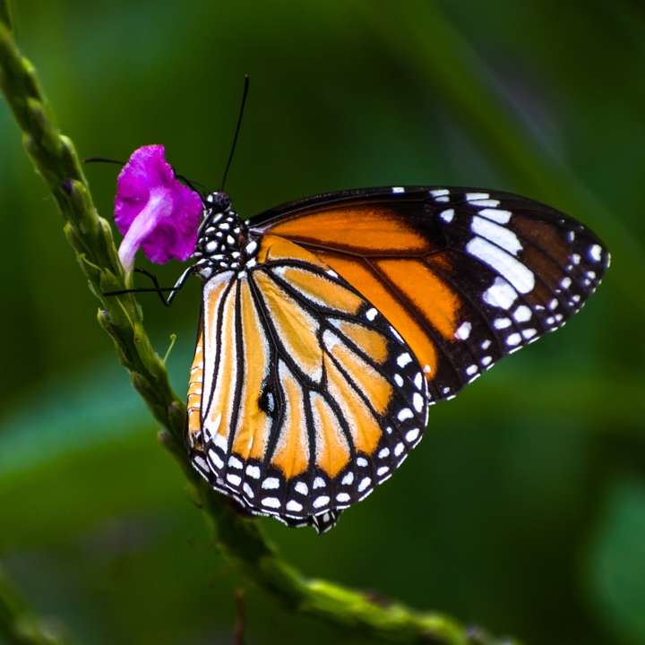 borboleta monarca empoleirada em flor roxa puzzle deslizante online