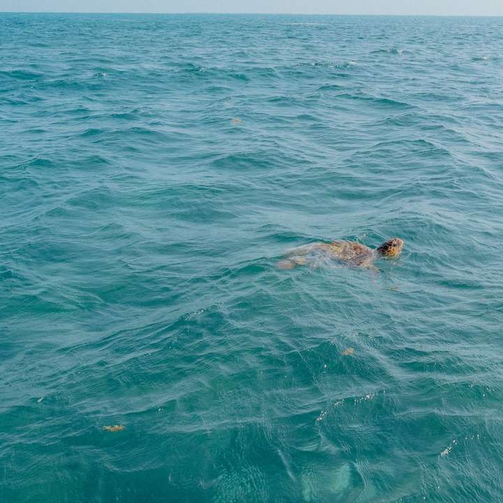 海で泳いでいる黒いビキニの女性 スライディングパズル・オンライン