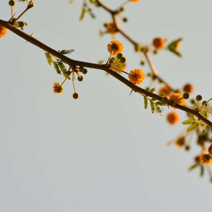 fruits ronds bruns sur une branche d'arbre brune puzzle coulissant en ligne