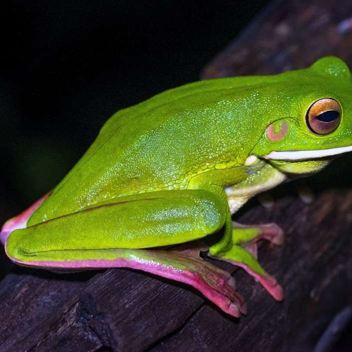 zelená žába na hnědé větvi stromu posuvné puzzle online