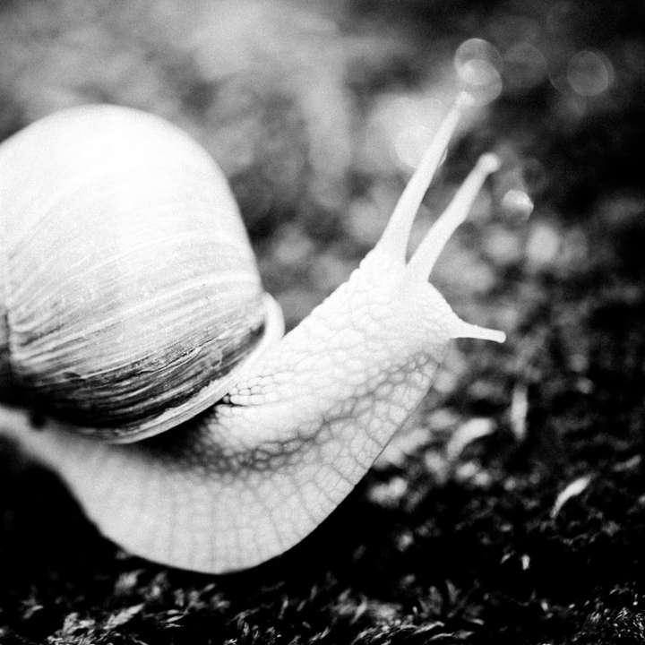 grayscale photo of snail on ground online puzzle