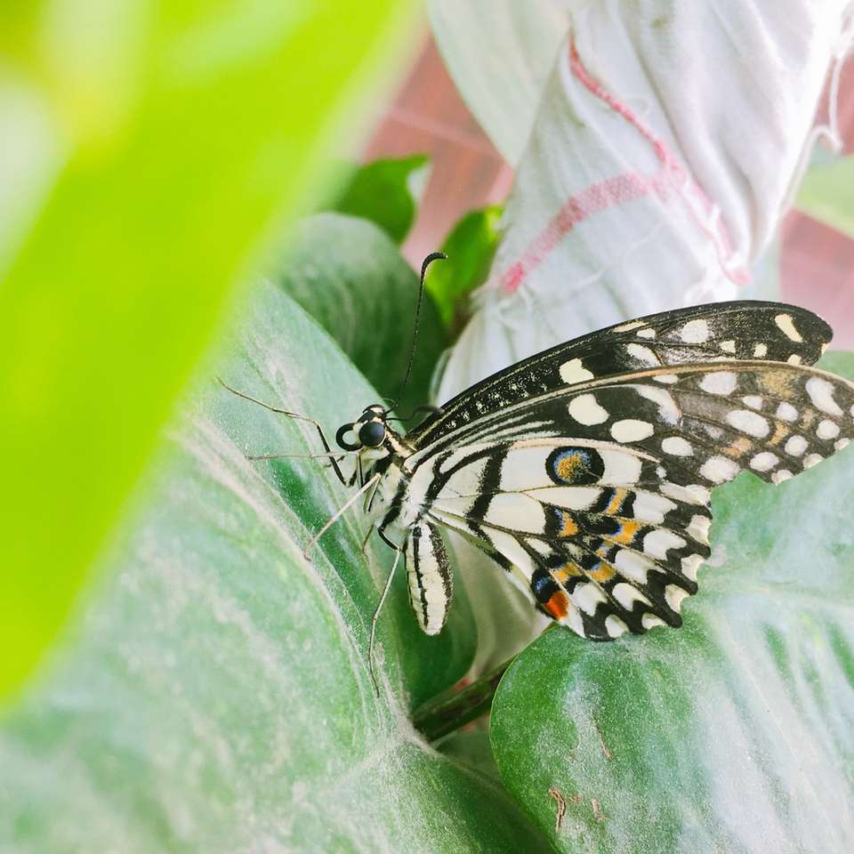 черно-бяла пеперуда върху зелени листа онлайн пъзел