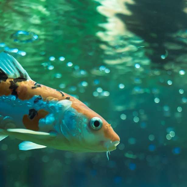 pesce arancione e bianco in acqua puzzle scorrevole online