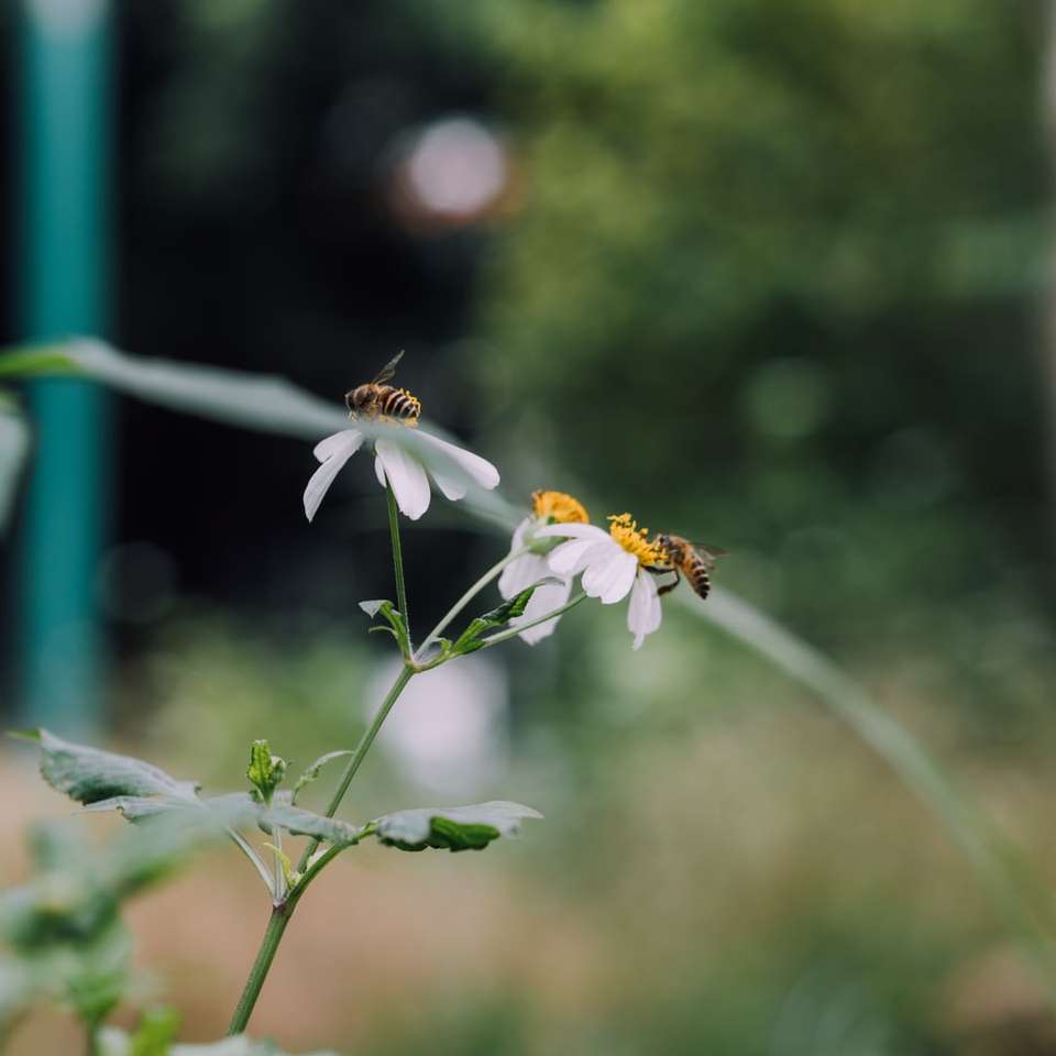 albină cocoțată pe floare albă în fotografie apropiată alunecare puzzle online